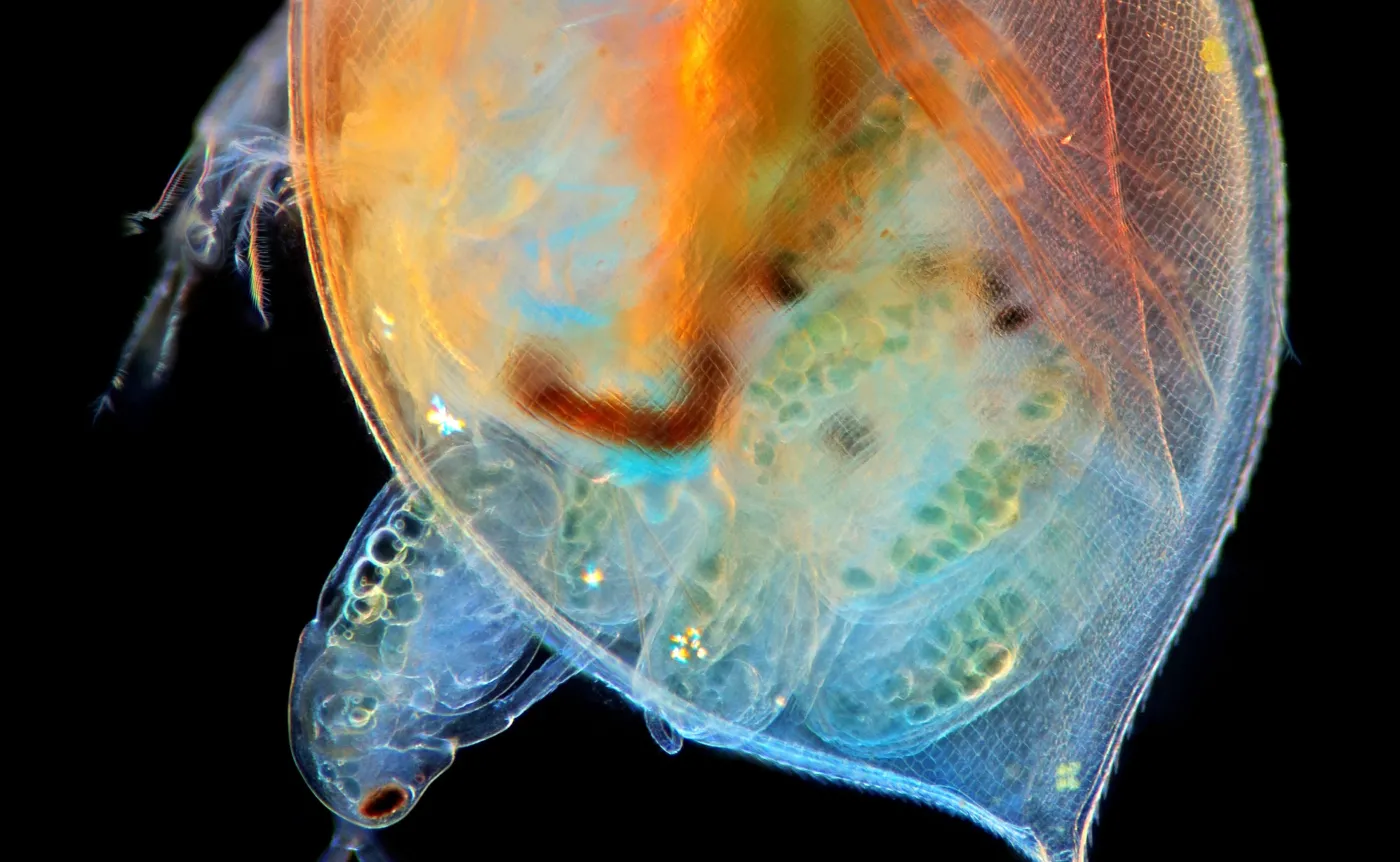 Polskie zdjęcie najlepszym zdjęciem naukowym świata! Sukces w Wiki Science Competition