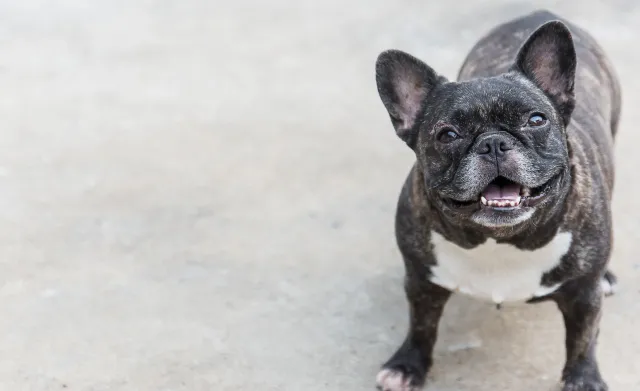Minister rolnictwa chce czipować wszystkie psy i koty