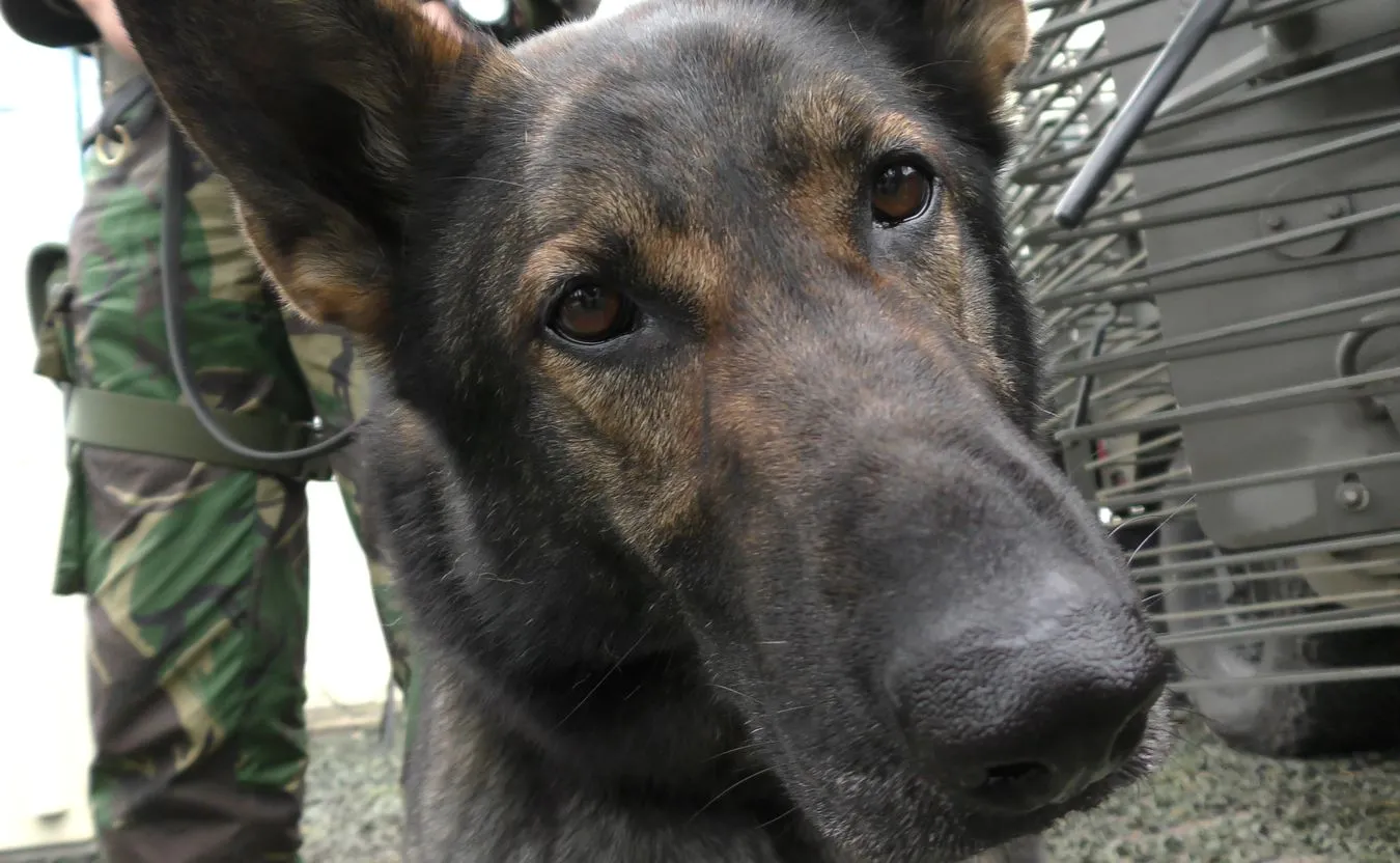 Psy polskiej armii – żołnierze gorszej kategorii