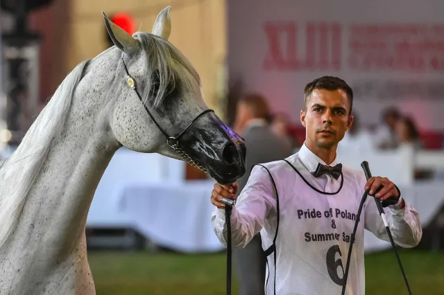 Aukcja Pride of Poland zakończona. Ile zarobiono na sprzedaży koni?