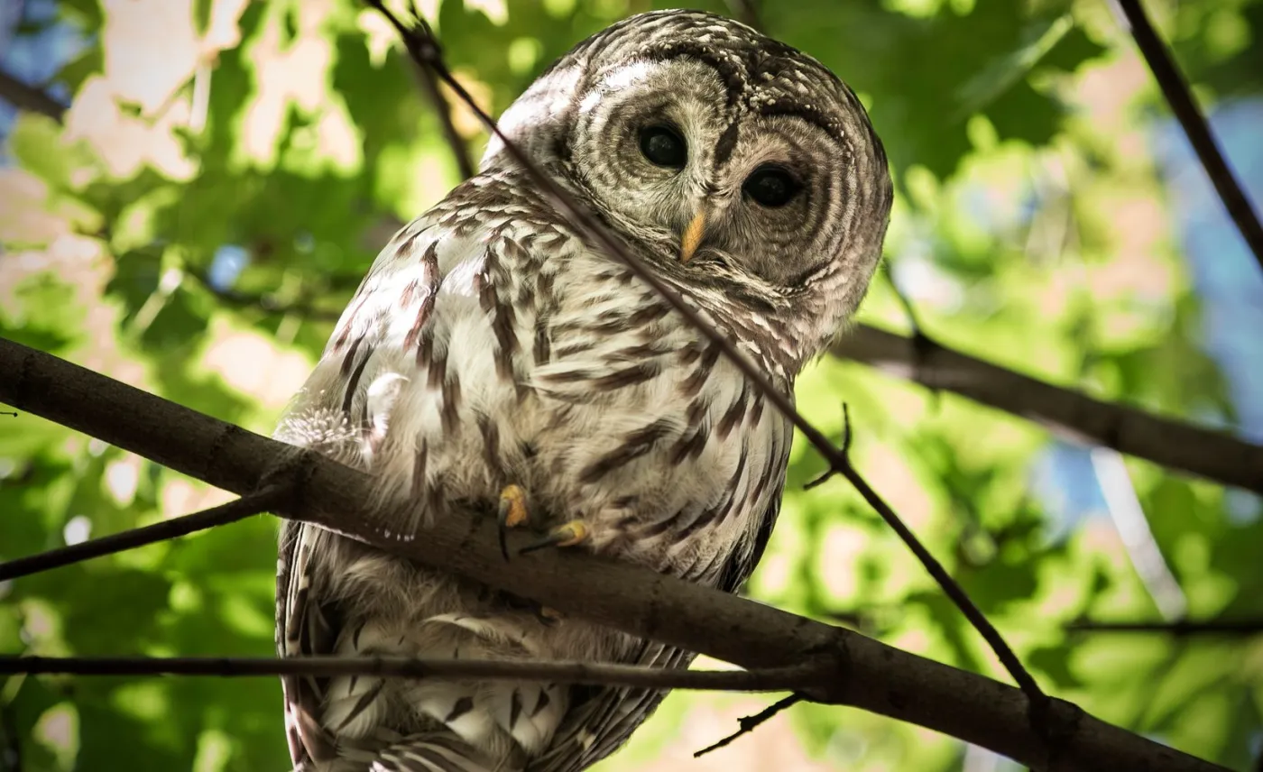 Słynny puszczyk Barry z Central Parku nie żyje. Fani załamani