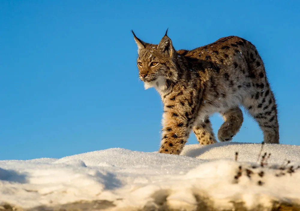 Czechy: Ochrona populacji rysia zagrożona przez Polaków