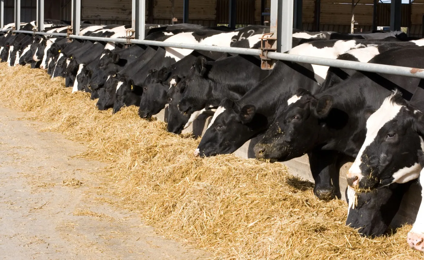 Reuters: Europa Południowa stoi przed dylematem masowego uboju zwierząt z powodu braku paszy