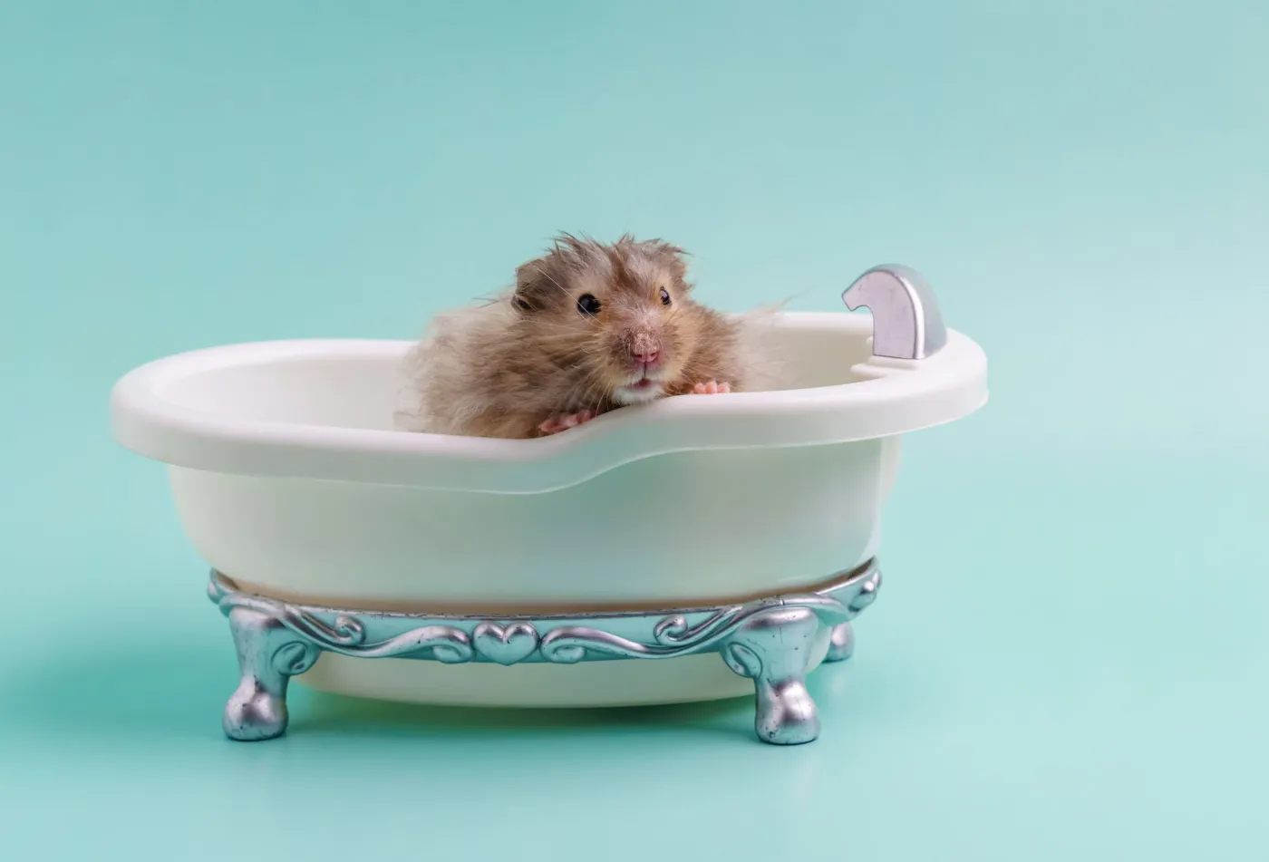 Zmienili chomiki w krwiożercze potwory. Nieudany eksperyment naukowców z USA