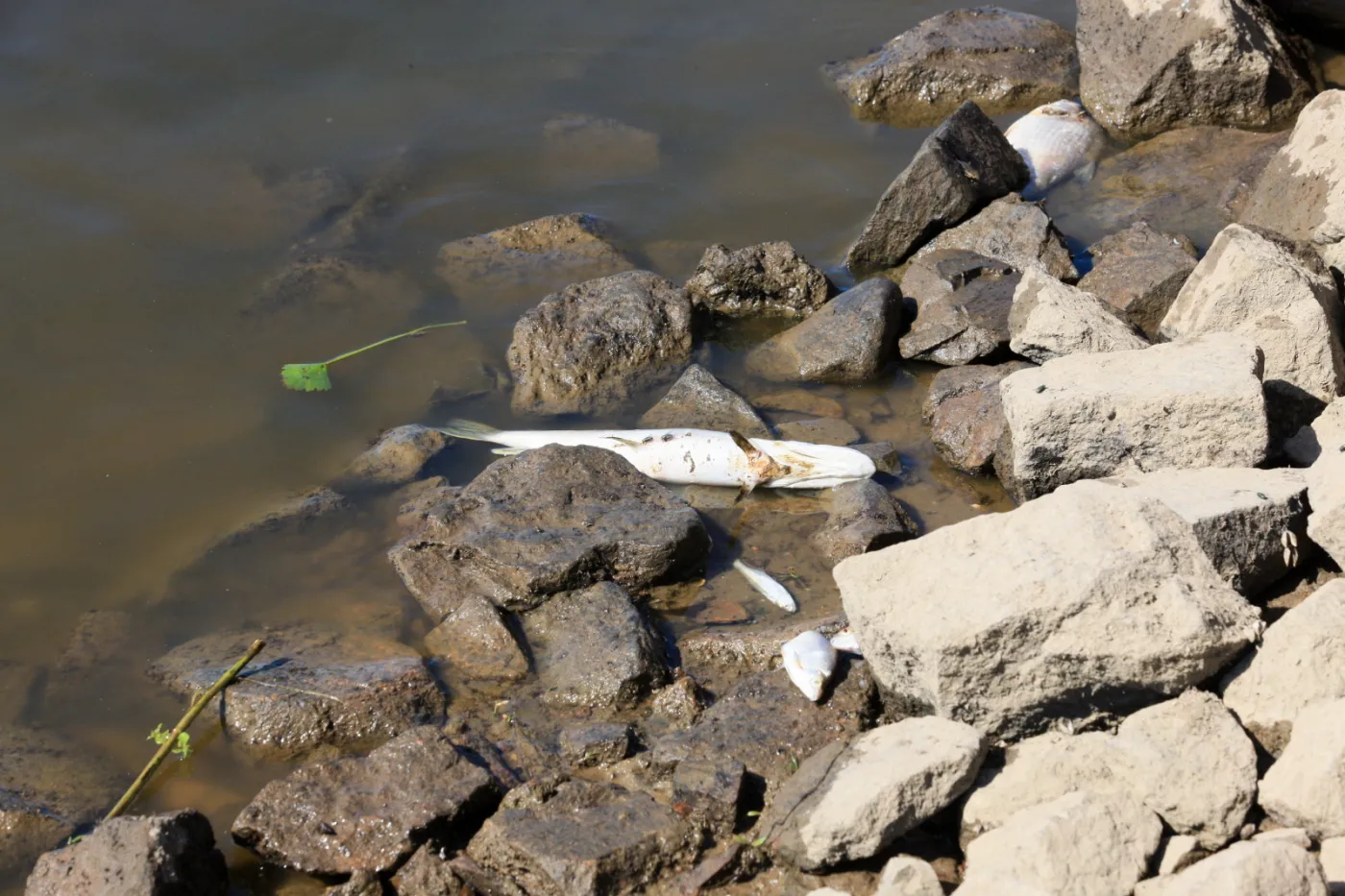 Minister środowiska Brandenburgii: Skażenie Odry to cios, z którego nie podniesie się przez kilka lat