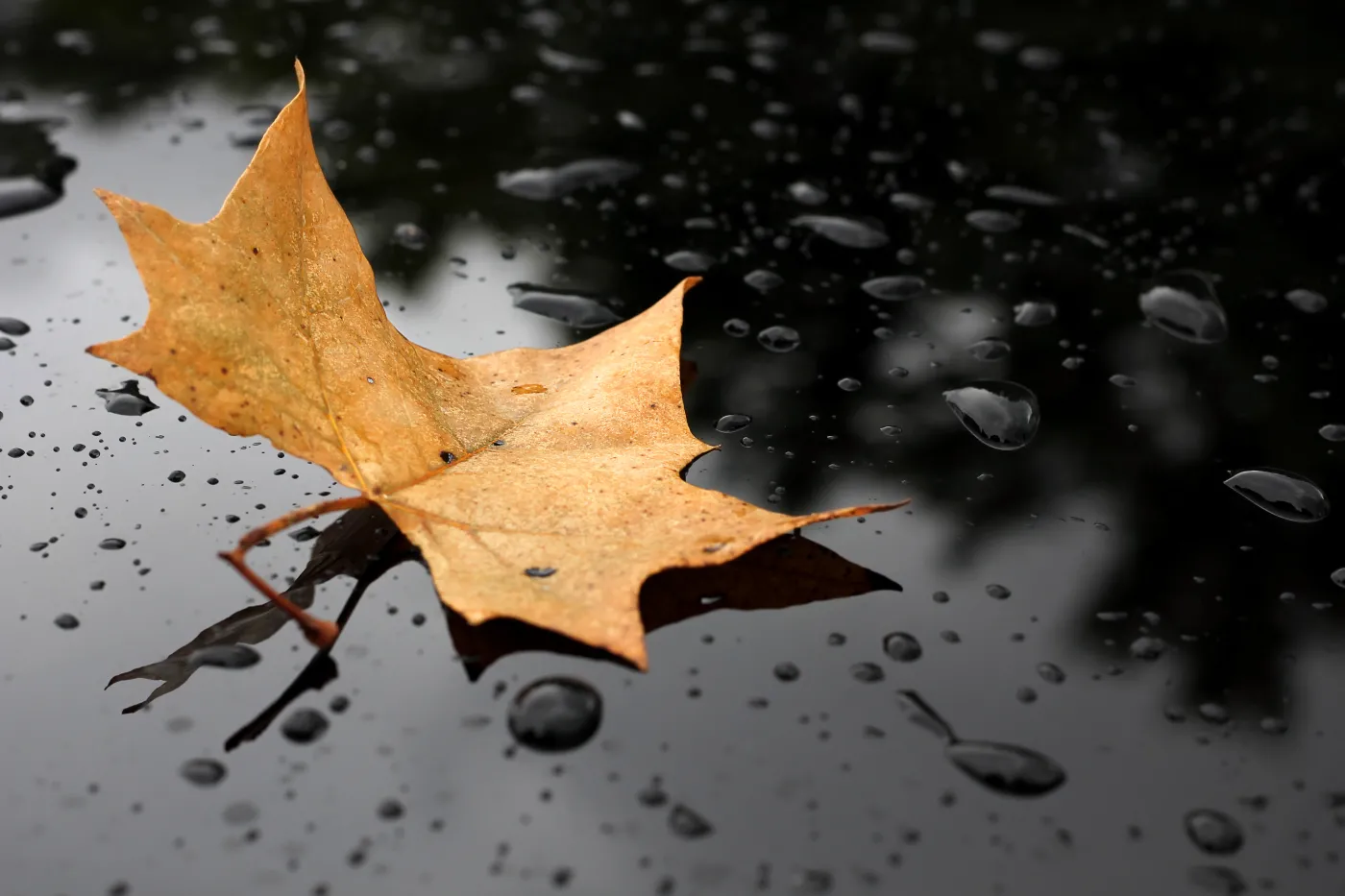 Będzie coraz chłodniej, bo jesień już za rogiem. Sprawdź POGODĘ!