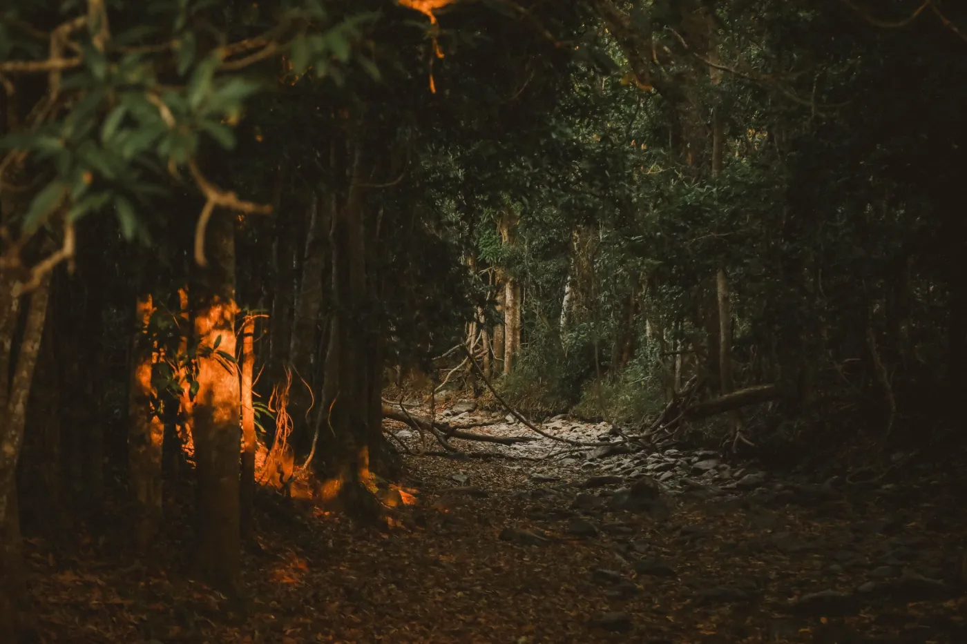 "Toadzilla" znaleziona w Australii. Gigantyczna ropucha została uśpiona