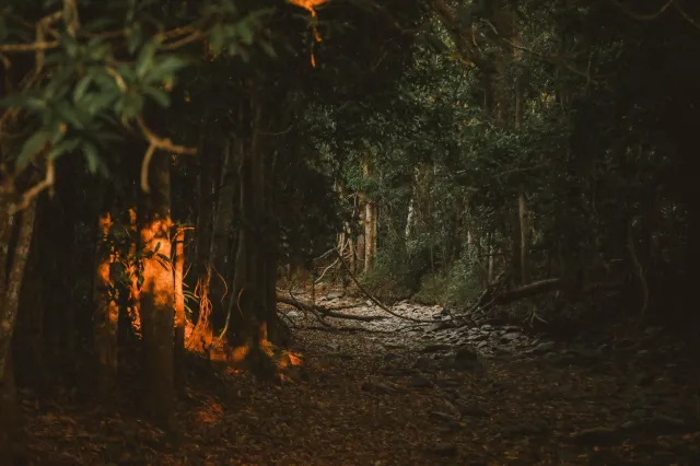 "Toadzilla" znaleziona w Australii. Gigantyczna ropucha została uśpiona