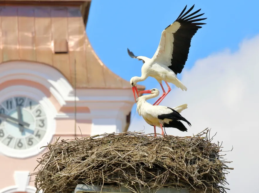 Bociany i ornitolodzy już TO wiedzą: Tegoroczna wiosna będzie dziwna...