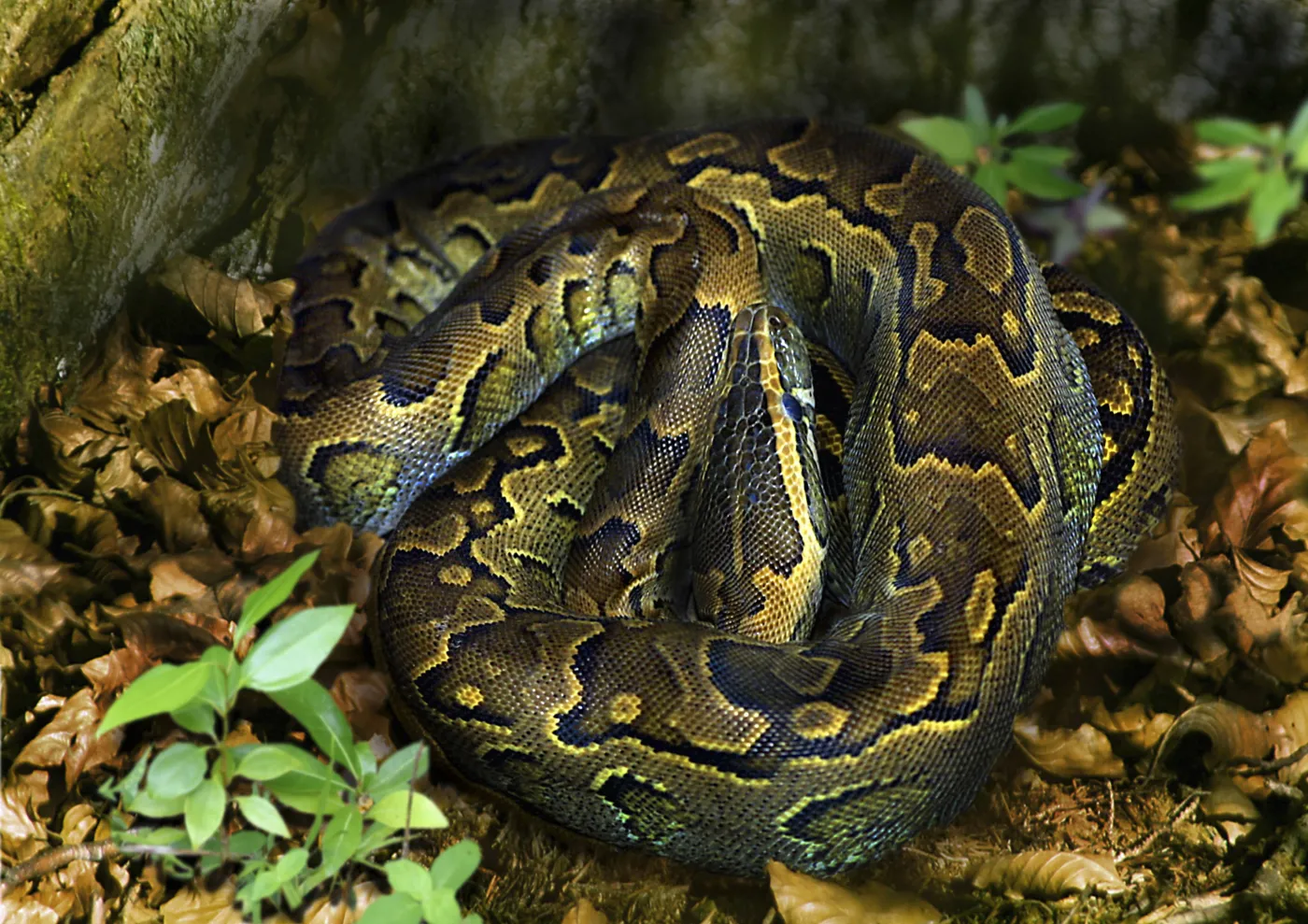 Schwytano największego pytona, jakiego kiedykolwiek zaobserwowano