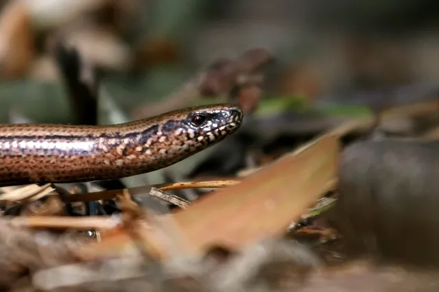 "Węże" w studni. "Jak szybko zszedł, tak szybko wdrapał się na górę, krzycząc..."