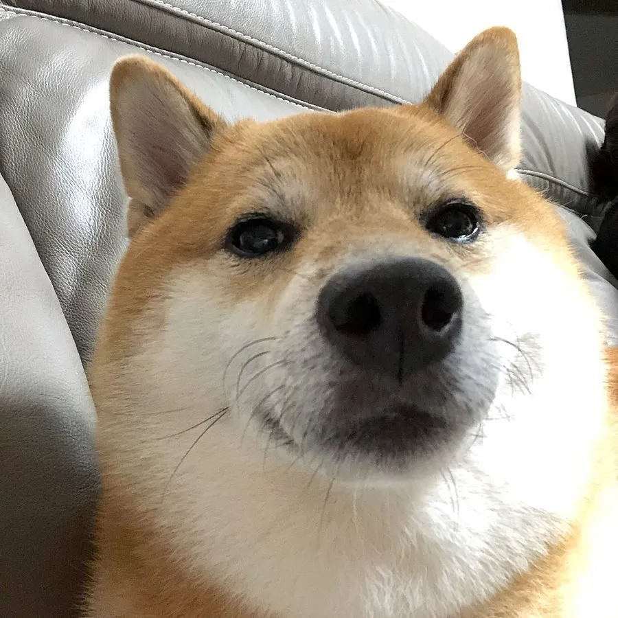 Shiba-inu Balltze, znany z memów jako "Cheems", nie żyje