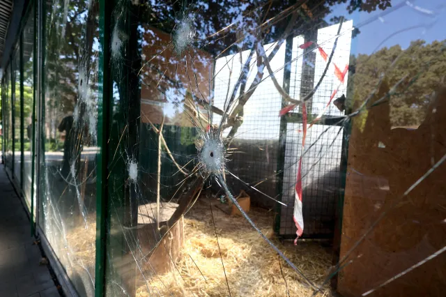 Rosyjscy żołnierze mordowali zwierzęta dla zabawy