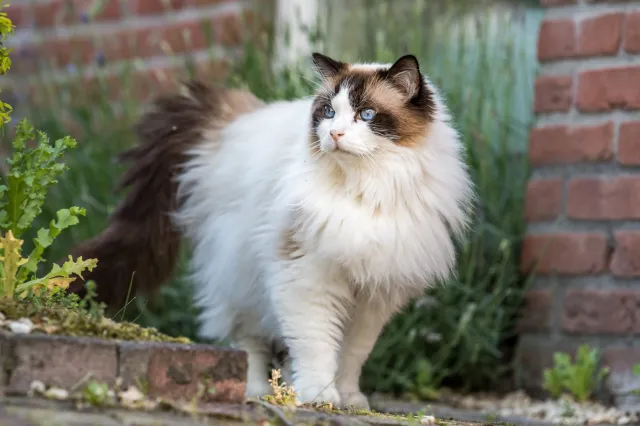 Chory kot Dżizas porzucony w lesie. Zapadł WYROK