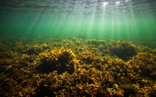 Nieznane gatunki odnalezione w Bałtyku. "Nie byliśmy wcześniej w stanie…"