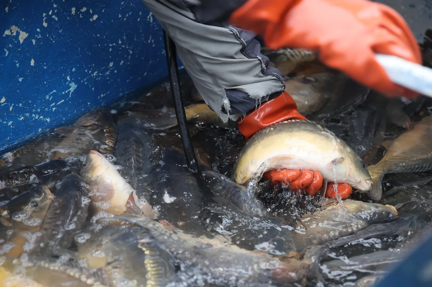 Koniec cierpienia karpi? Aktywiści: Czas najwyższy zakończyć "chorą, PRL-owską tradycję"
