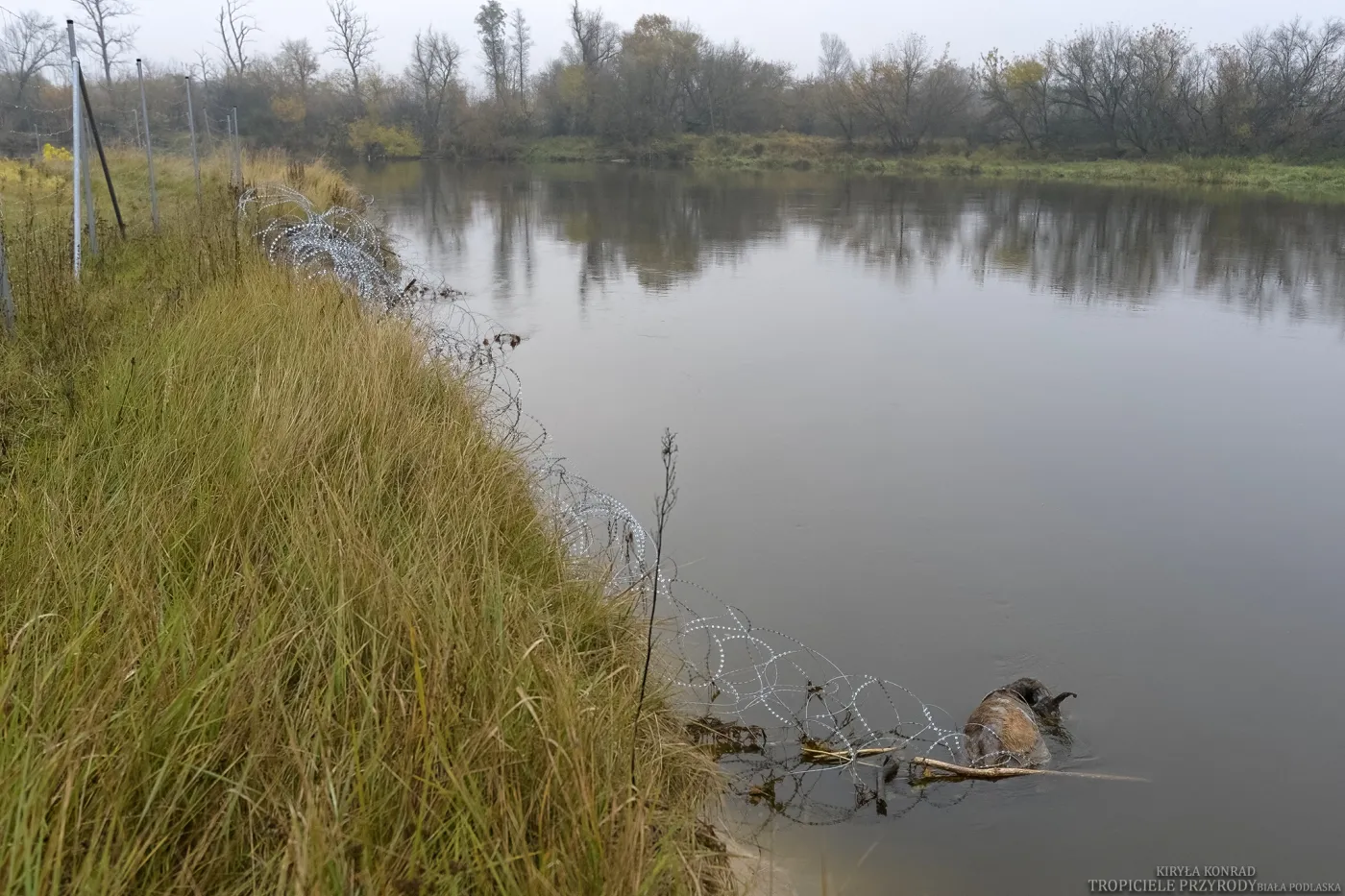 Miał chronić granice, a zabił dziesiątki zwierząt. Szokujący raport o concertinie