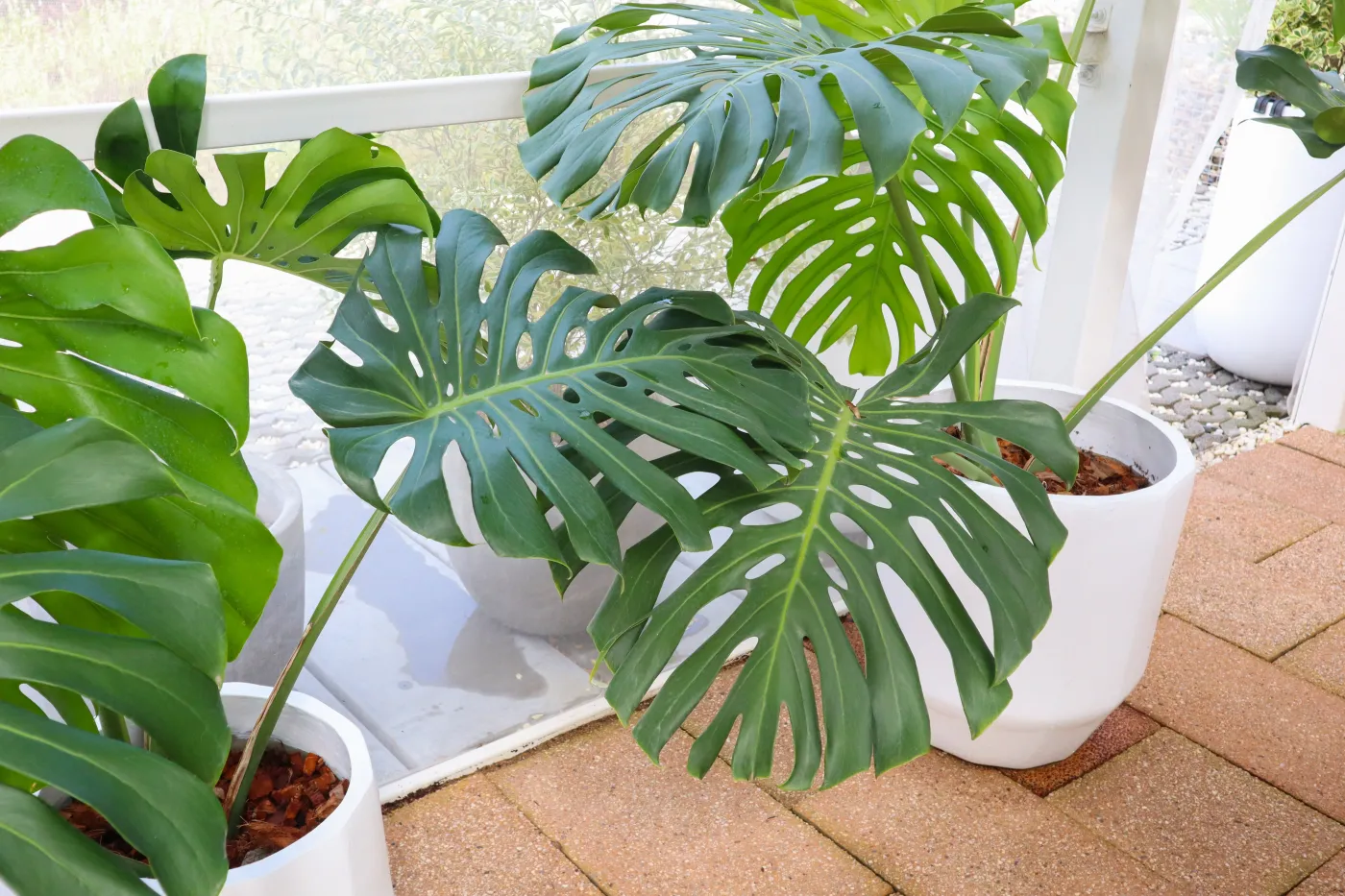 Ta domowa odżywka kosztuje grosze. Twoja monstera Ci za nią podziękuje