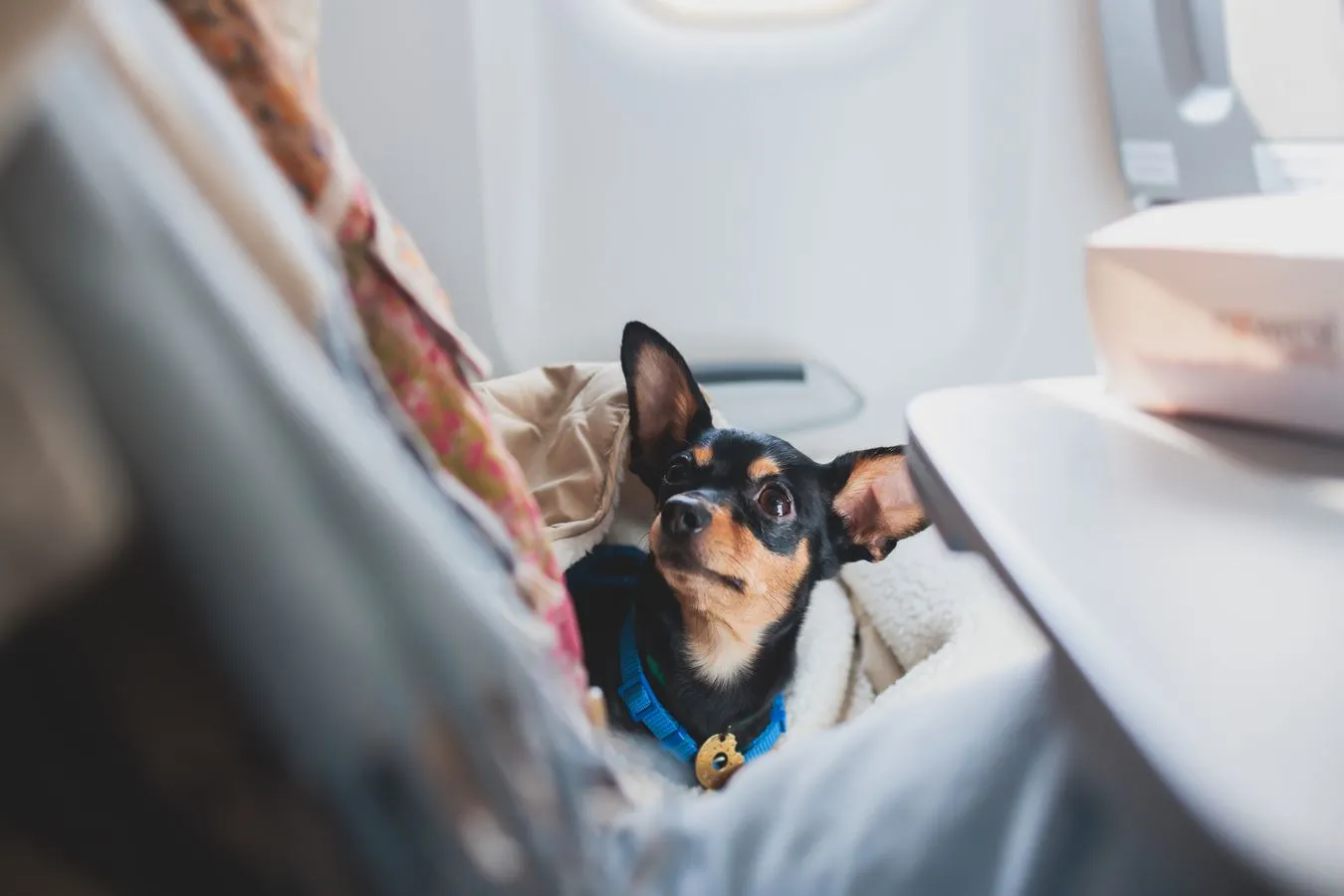 Lecisz na Wielkanoc ze swoim pupilem? Oto, co powinieneś wiedzieć