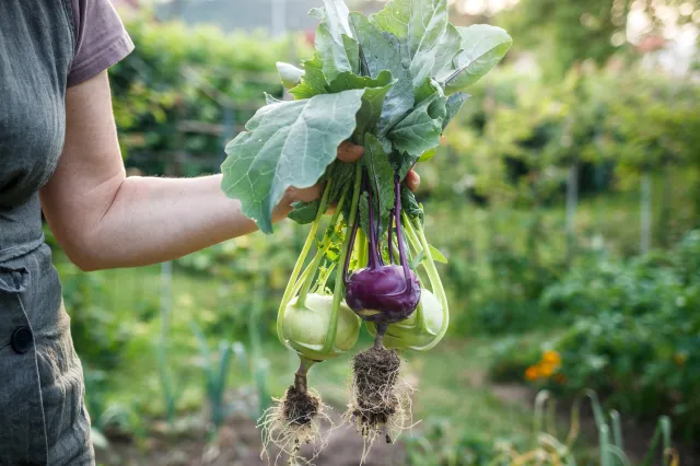 Polacy nadal nie doceniają tego warzywa. Zmniejsza ryzyko raka działa pozytywnie na wzrok