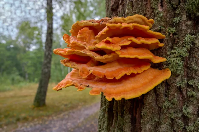 Ten grzyb smakuje jak kurczak. Sezon na niego właśnie się rozpoczął