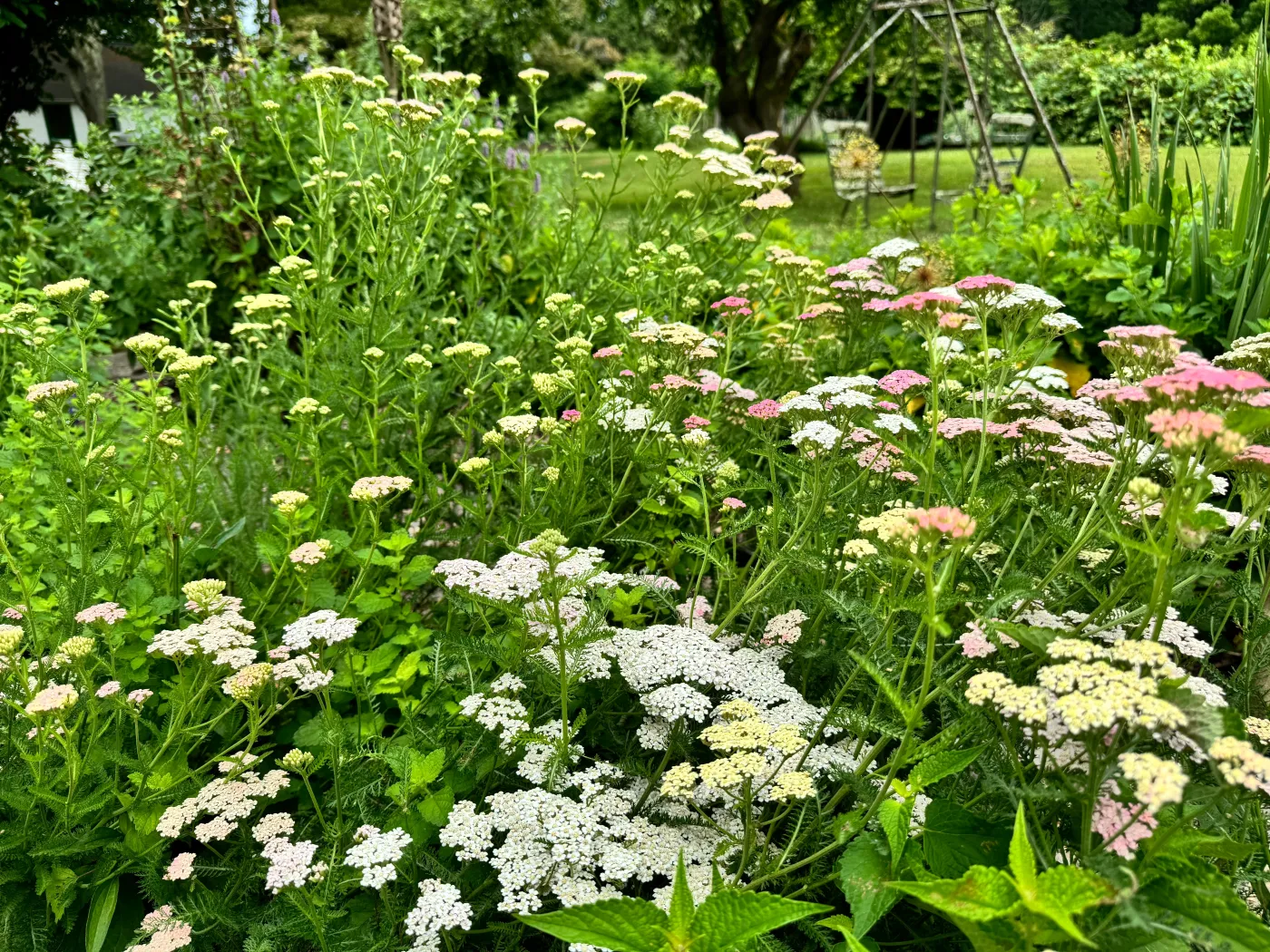 Susze coraz dotkliwsze. Co sadzić w ogrodzie, by przetrwało złe warunki?