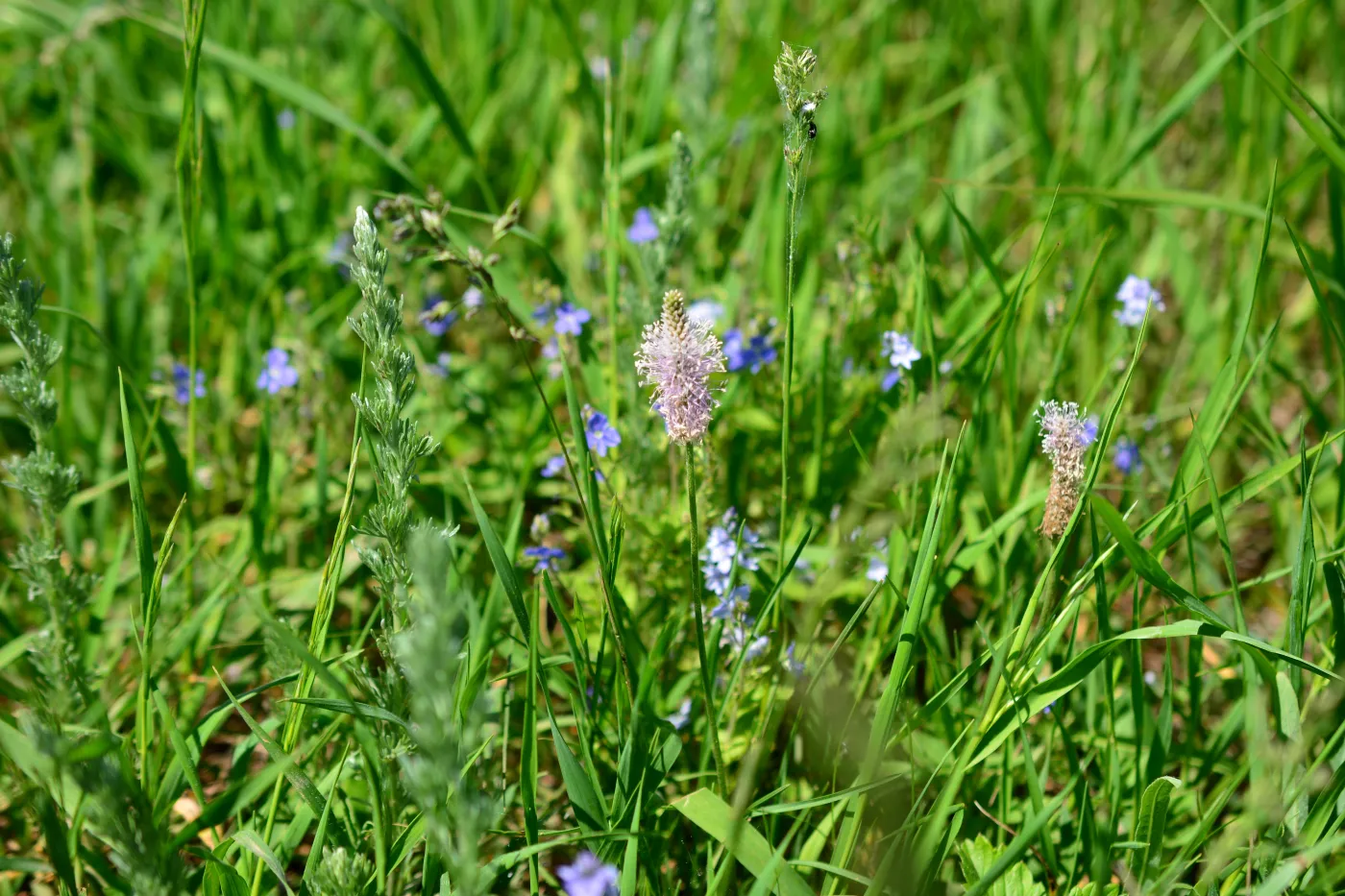 A,Psyllium,Plant,In,The,Grass,On,The,Field,In