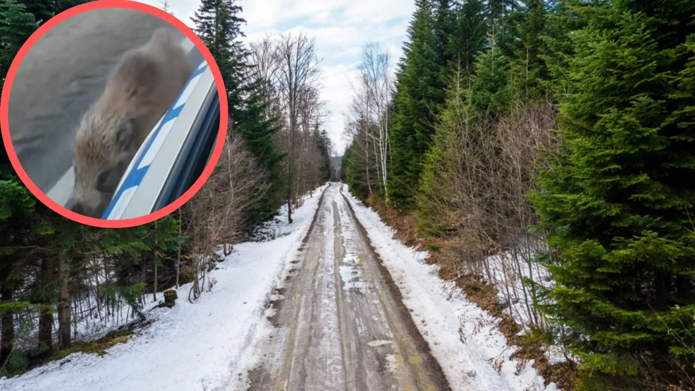 Nietypowa akcja policji. Eskortowali go do samego lasu. Nagranie podbija sieć