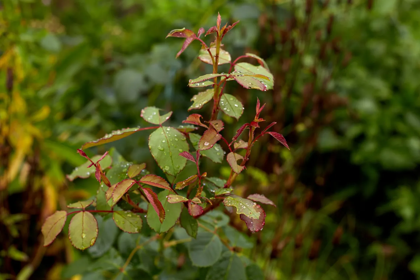 Dlaczego róża nie kwitnie? Jak pobudzić róże do kwitnienia i czym je podlewać, by zachwycały kwiatami przez całe lato
