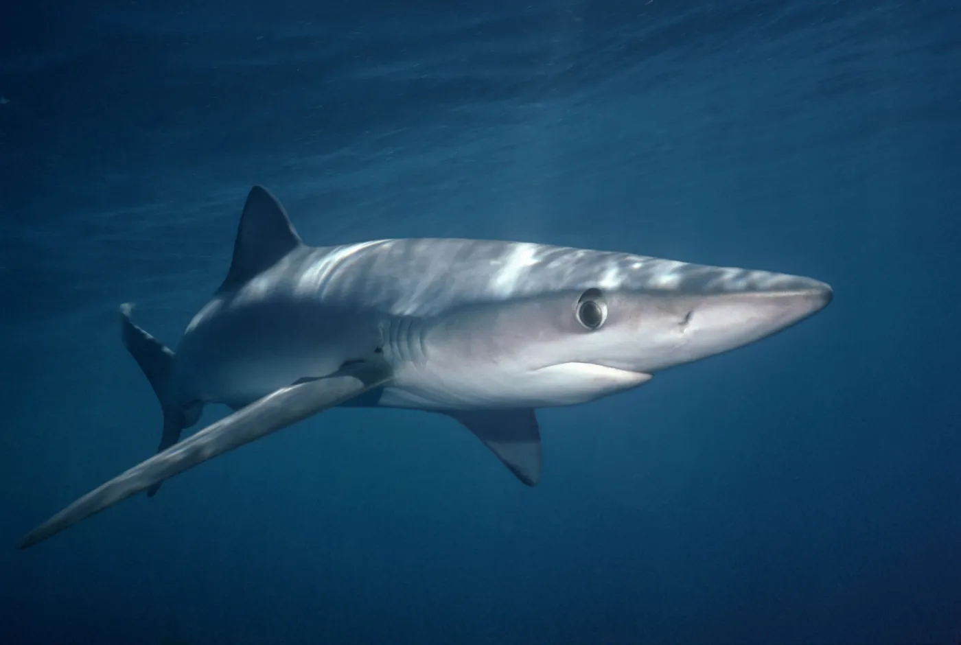 Żarłacz błękitny w pobliżu turystycznego raju. Zamknięto popularną plażę