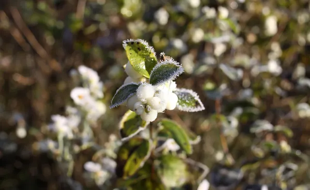 Deszcz, wiatr i przymrozki. Do Polski wciąż napływa arktyczne powietrze. Prognoza pogody na 8 maja 2025