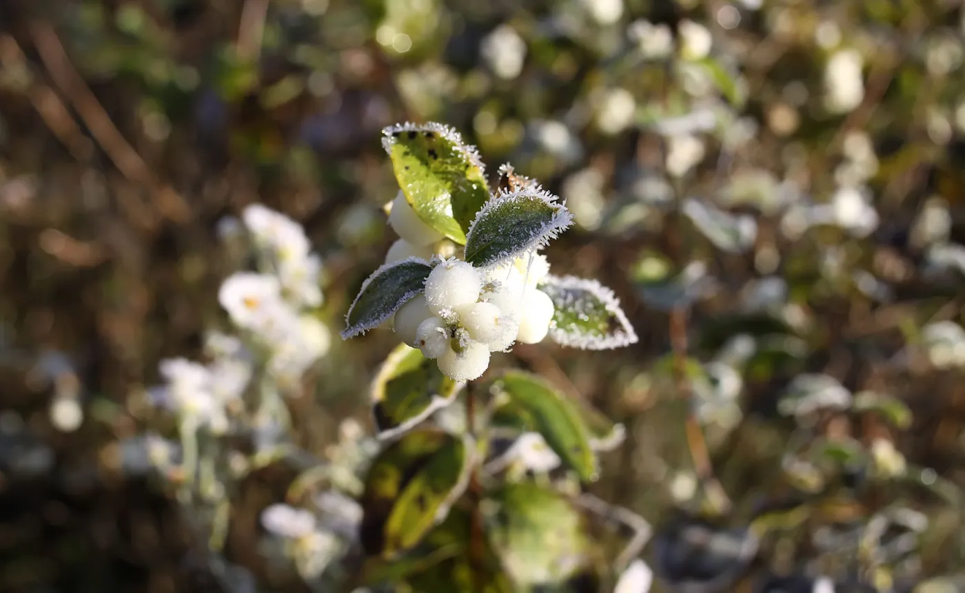 Mgły, szadź i 7 stopni mrozu w nocy. Wtorek, 2 grudnia 2025, pod znakiem zachmurzenia i niebezpiecznych warunków