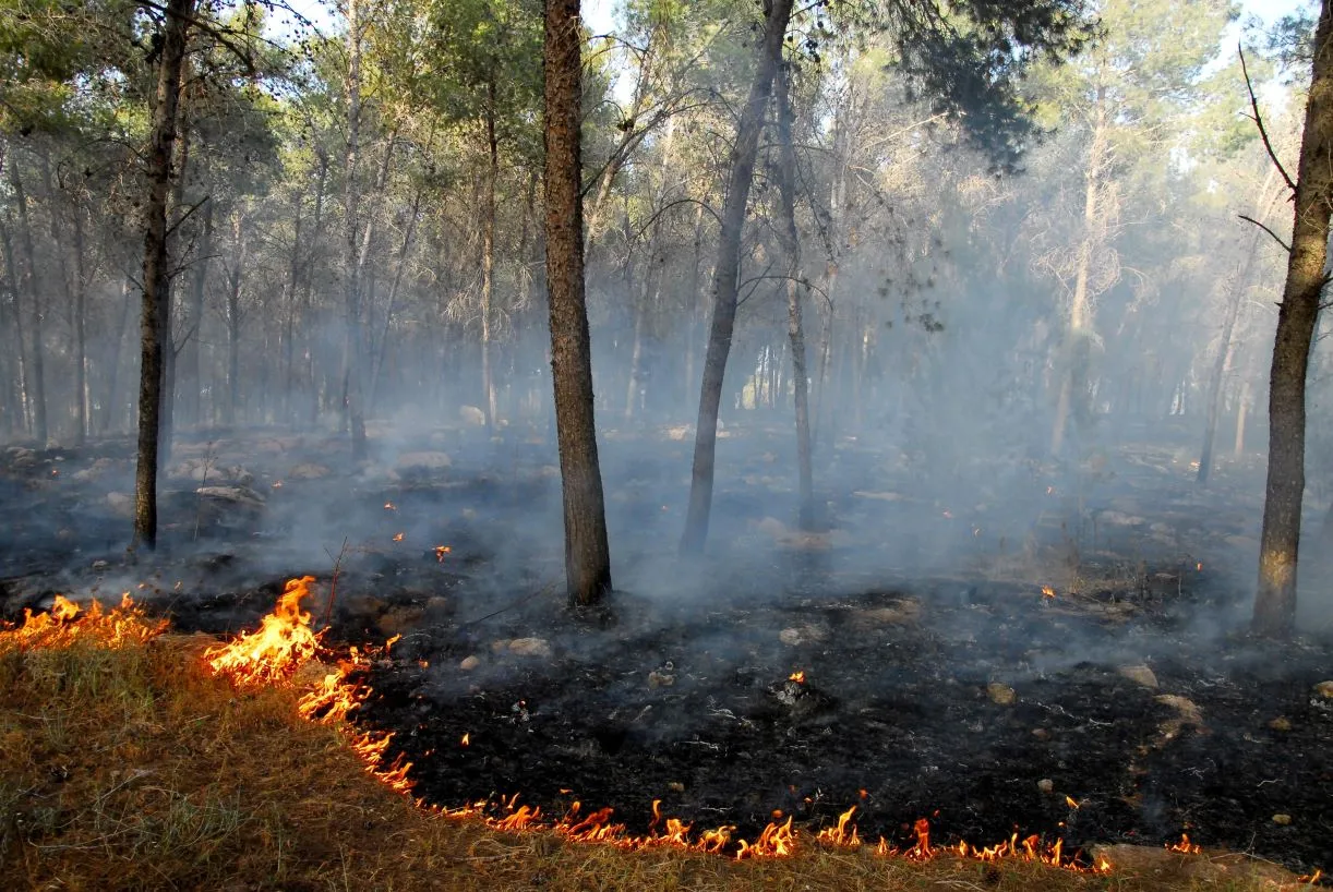 Zaostrzają się kary za podpalenia i rajdy w lesie. Nawet 30 000 zł grzywny