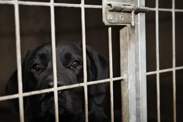 Gmina przejęła kontrolę nad bytomskim schroniskiem. "Zmieniamy zamki"