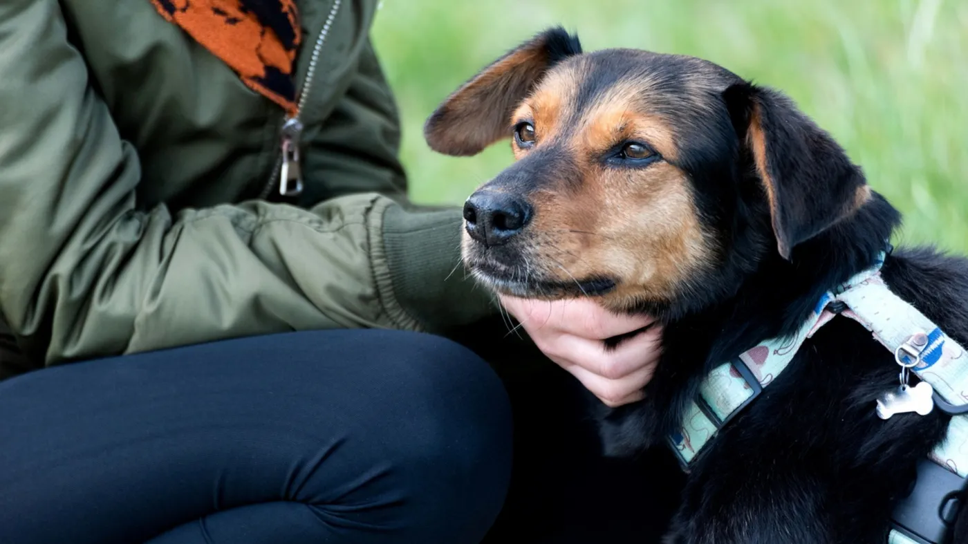 Zwierzęta zmieniają nasze życie na lepsze – Mars Polska wspiera programy adopcyjne, edukacyjne i terapeutyczne