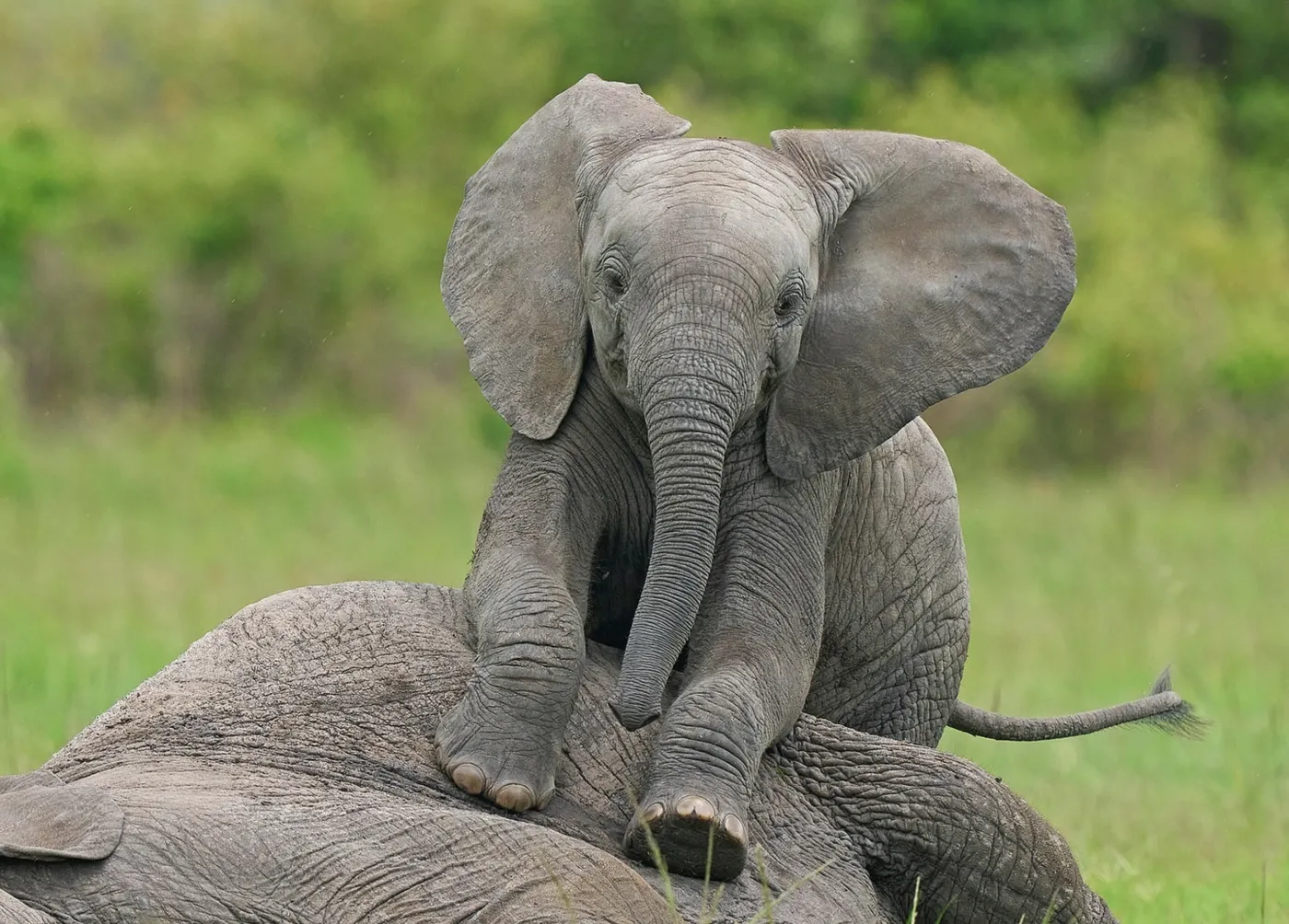 słoń słoniątko przyroda natura 
