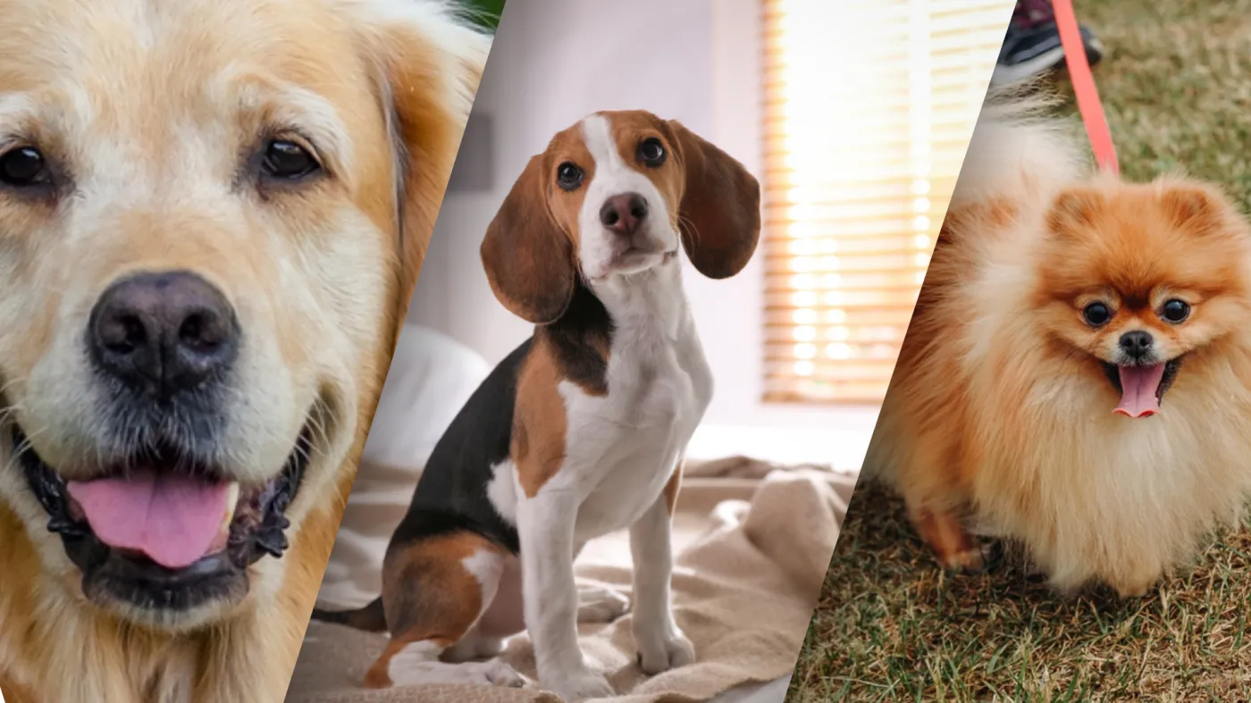 Obrazkowy QUIZ. Rasy psów. Dopasuj nazwę do zdjęcia. 15/15 tylko dla znawcy