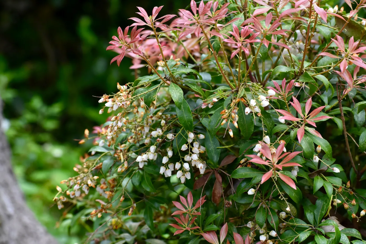 Pieris japoński to doskonała alternatywa dla hortensji