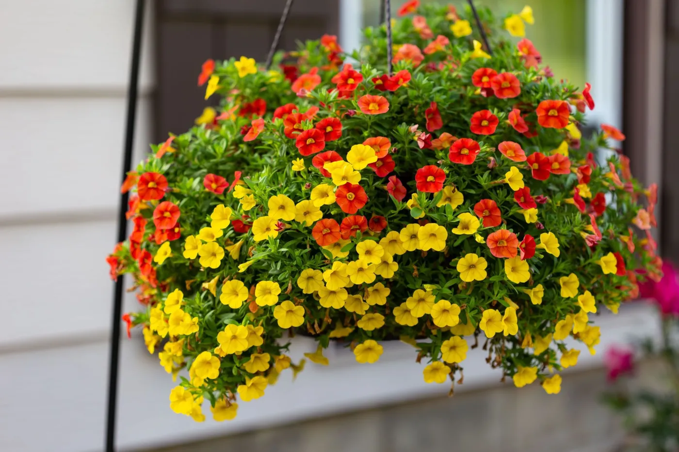 Kalibrachoa - minipetunia o wielobarwnych kwiatach