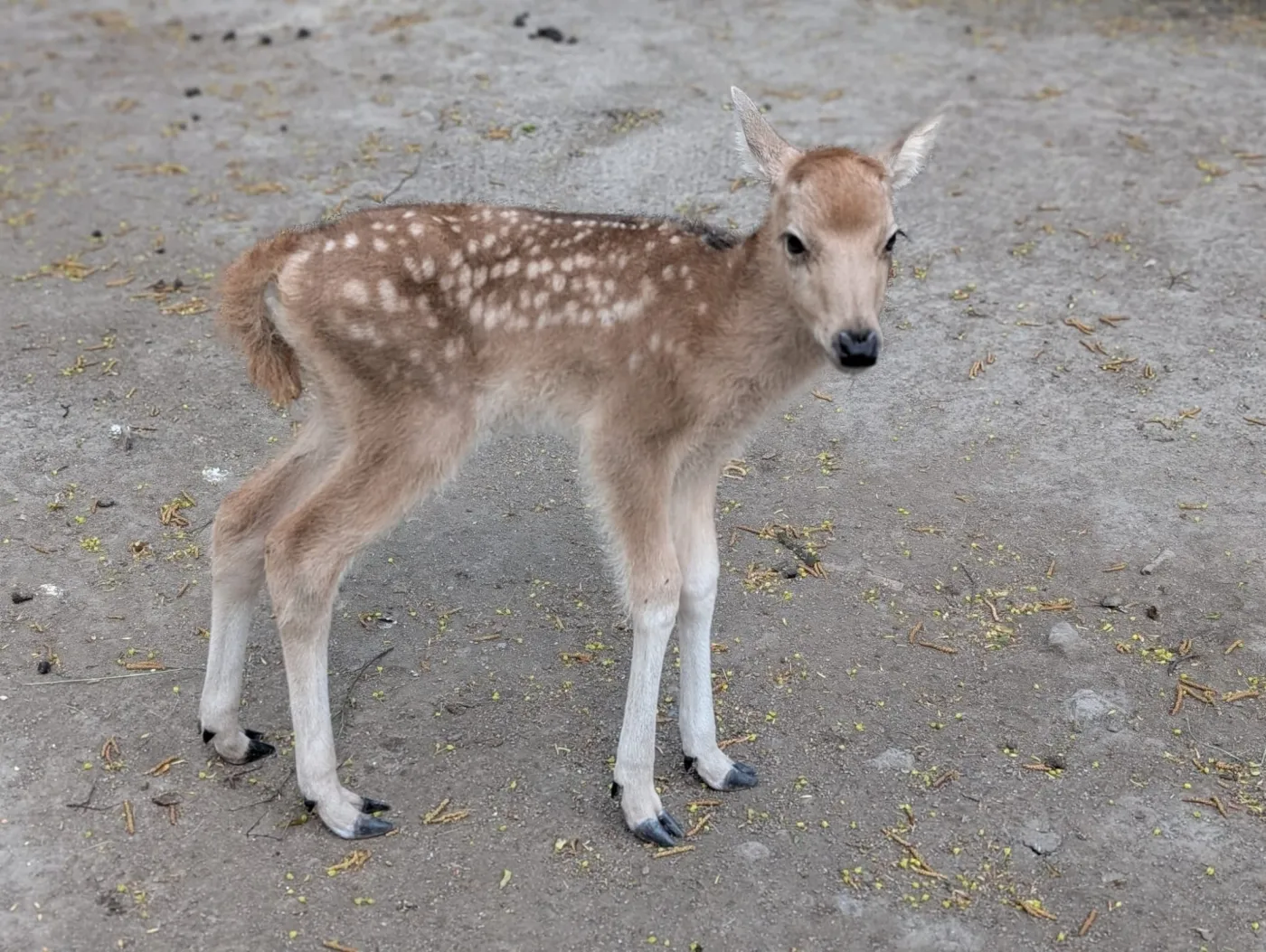 zoo