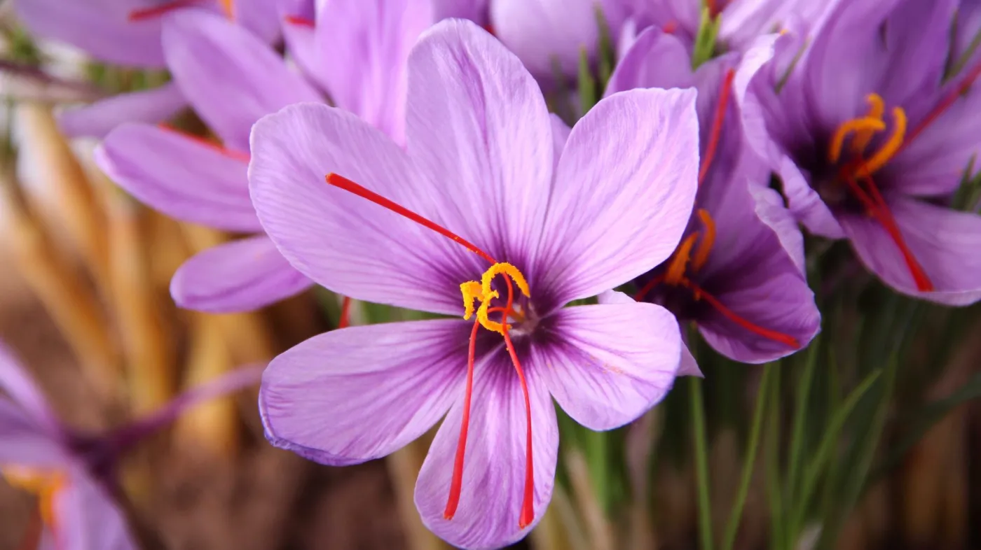 Krokusy jesienne - szafran uprawowy (Crocus sativus)