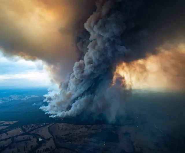 Tajna misja ratunkowa w Australii. Chodzi o "drzewa-dinozaury"