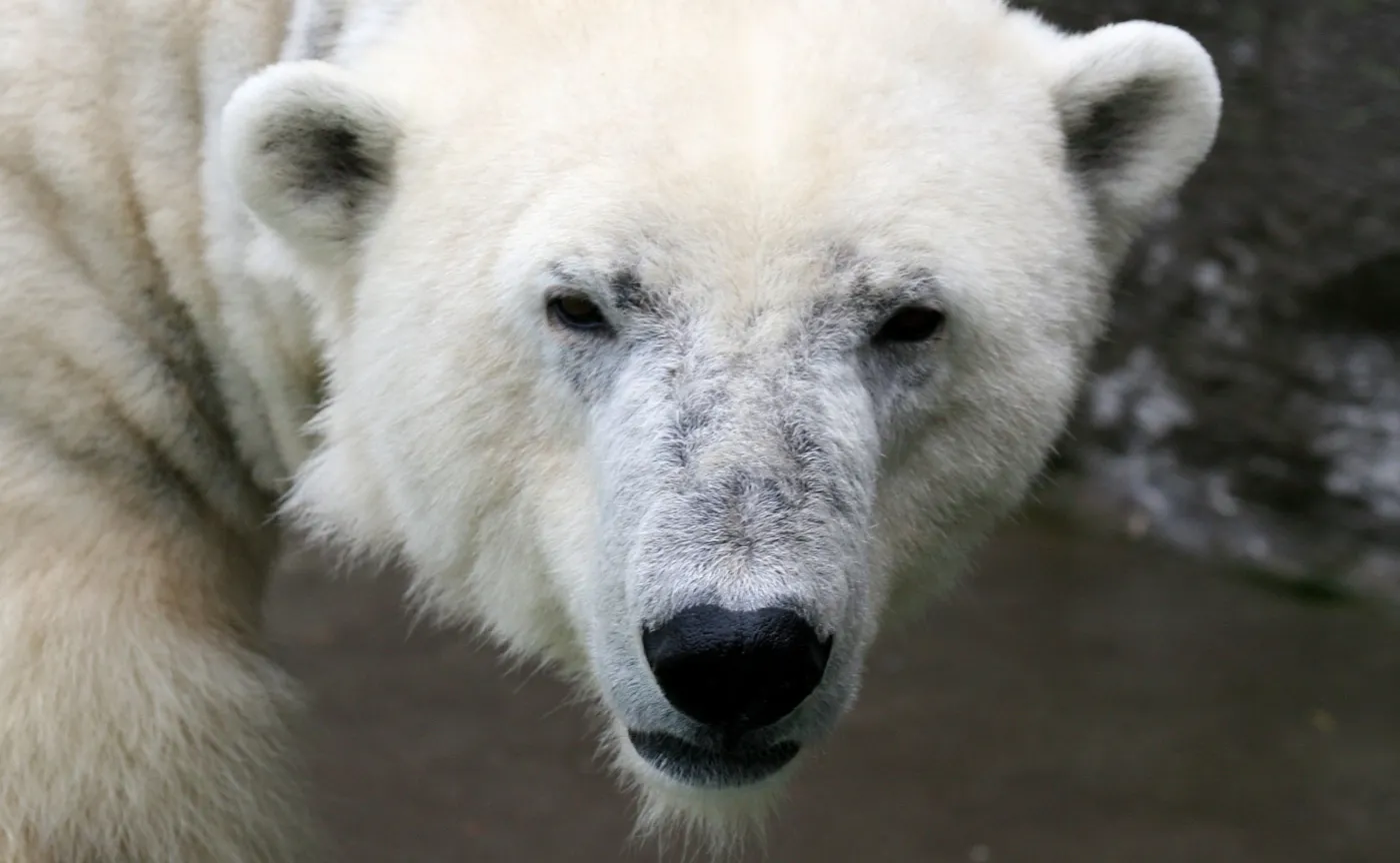 biały niedźwiedź