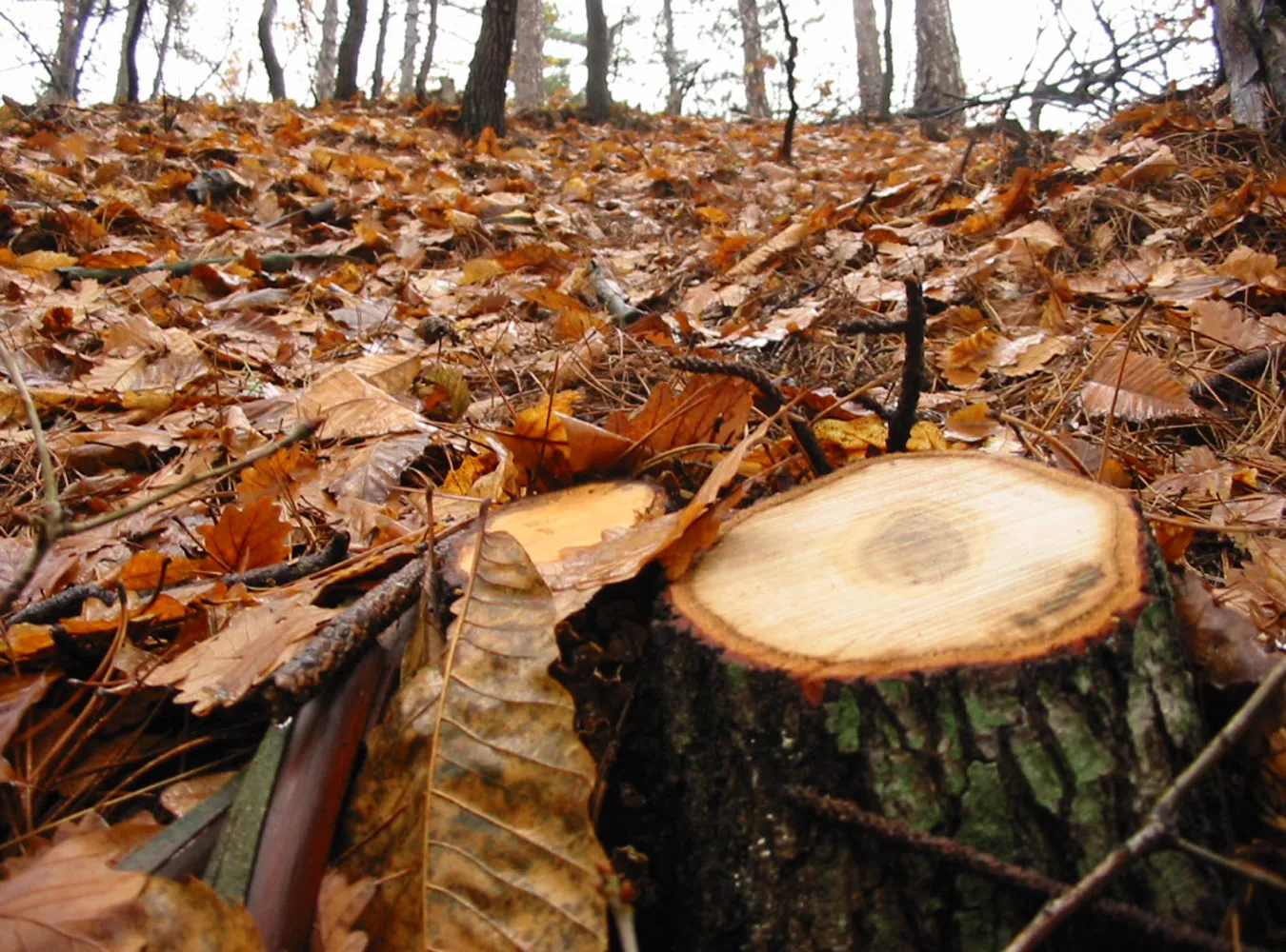 Ujawniamy kulisy afery leśnej