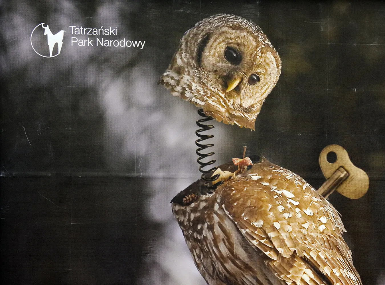 Nakręcana sowa uczy mądrej turystyki