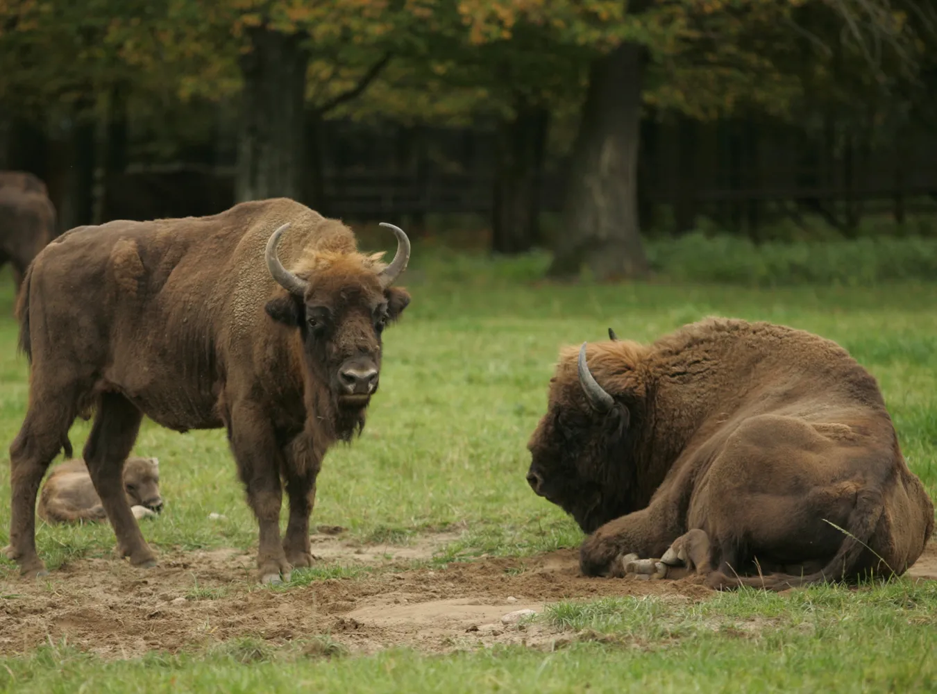 Będą strzelać do żubrów