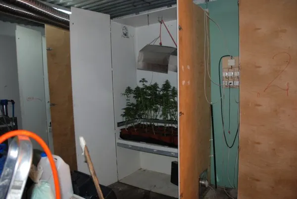 Zamknięto fabrykę marihuany pod Augustowem