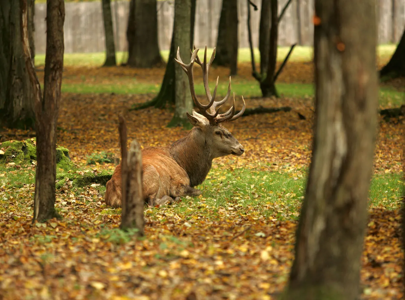 Strefa śmierci pod Puszczą Białowieską