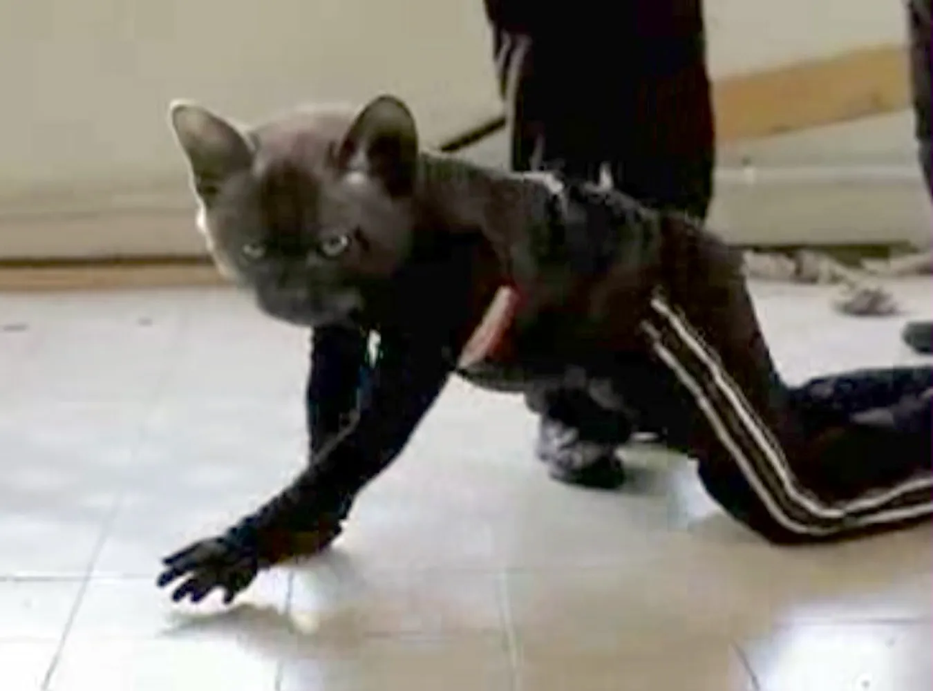 Kot ninja pożre ci rybę, ukradnie samochód