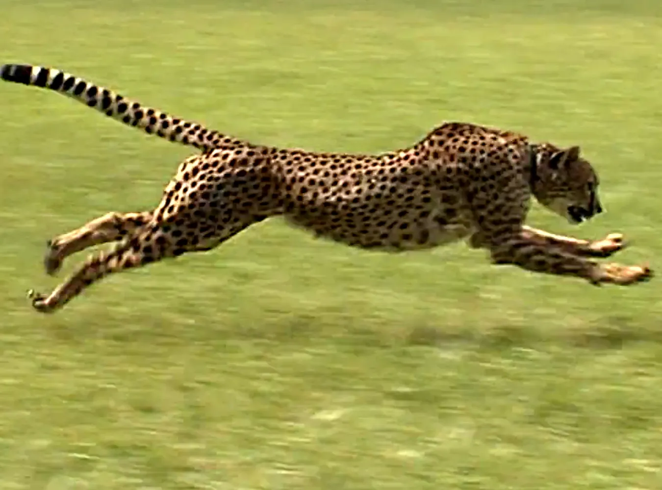 Ta kocica pokonała Usaina Bolta